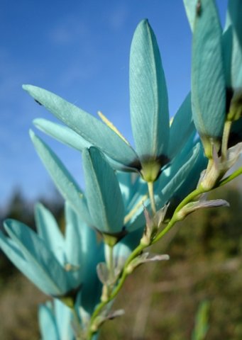 Ixia viridiflora flowers from the outside